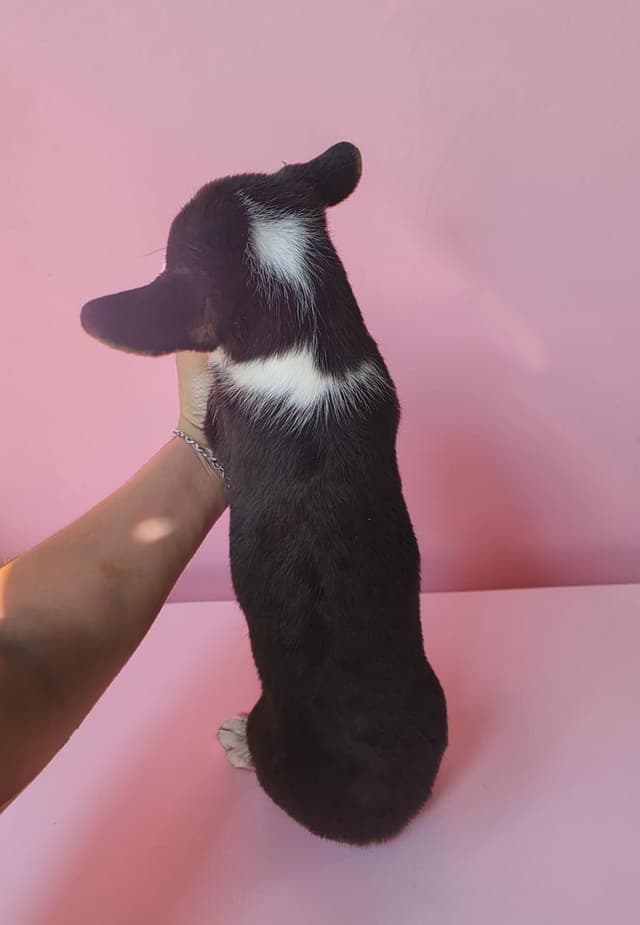 Pembroke Welsh Corgi Puppies media 8