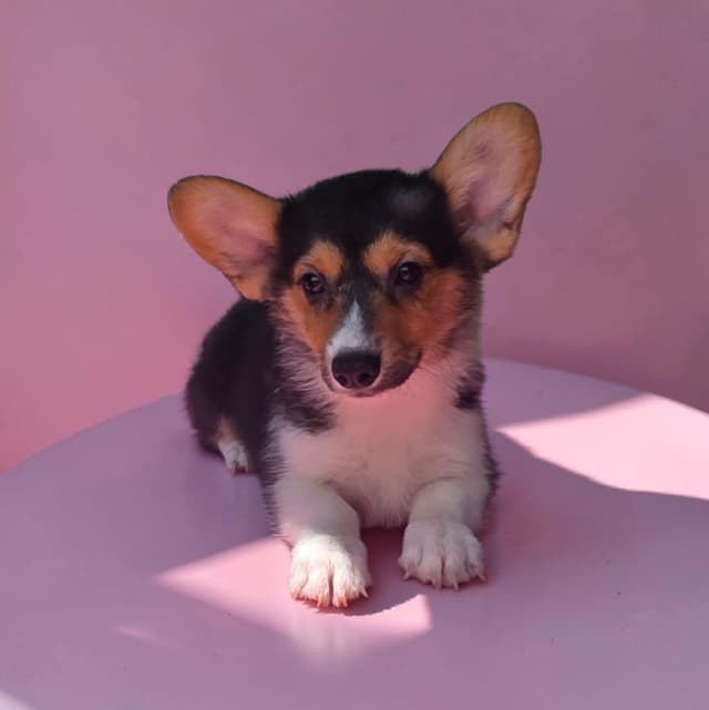 Pembroke Welsh Corgi Puppies media 9