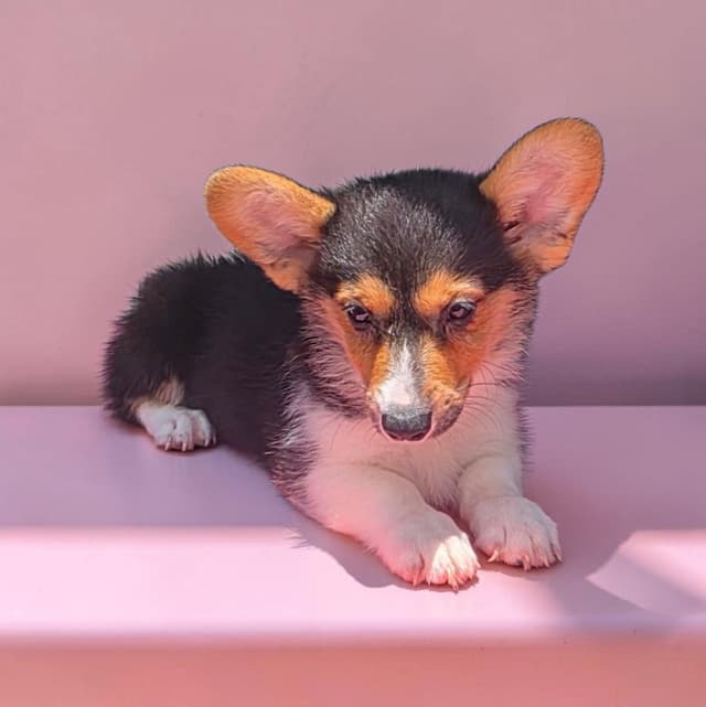 Pembroke Welsh Corgi Puppies media 11