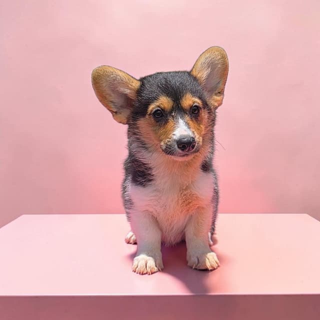 Pembroke Welsh Corgi Puppies media 12