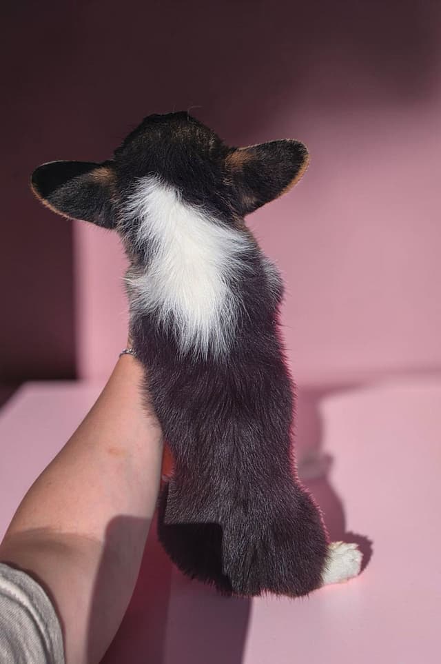 Pembroke Welsh Corgi Puppies media 13