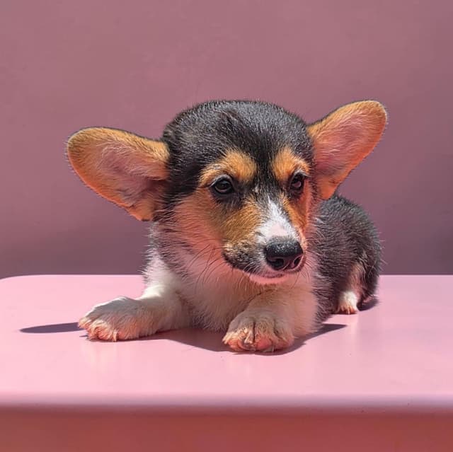Pembroke Welsh Corgi Puppies media 14