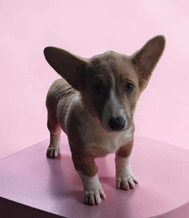 Pembroke Welsh Corgi Puppies media 2