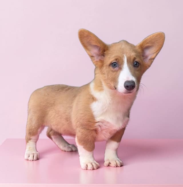 Pembroke Welsh Corgi Puppies media 3