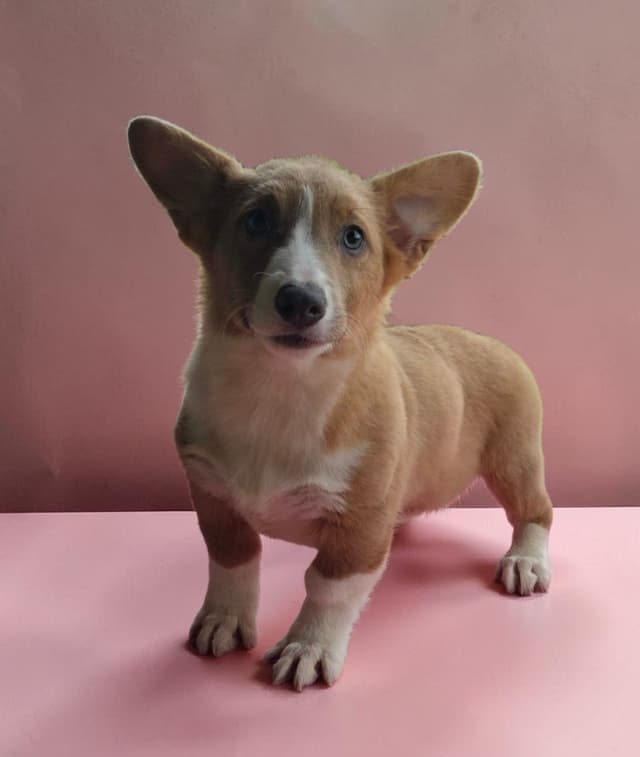 Pembroke Welsh Corgi Puppies media 4