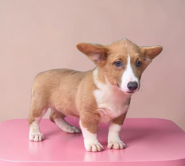 Pembroke Welsh Corgi Puppies media 6