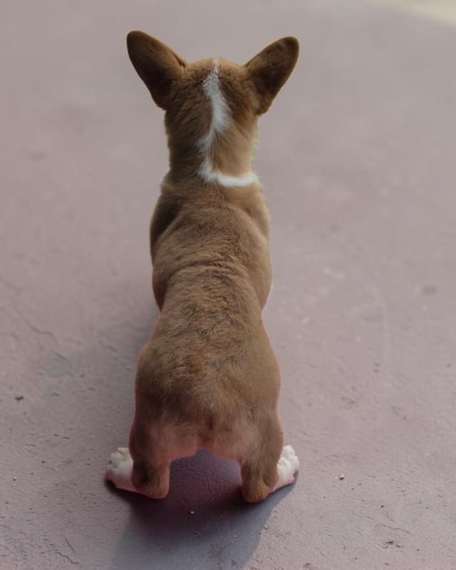 Pembroke Welsh Corgi Puppies media 5