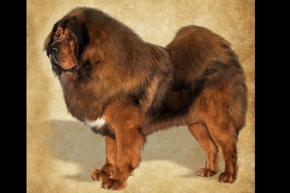 Australian Shepherd Puppies breeder image 1