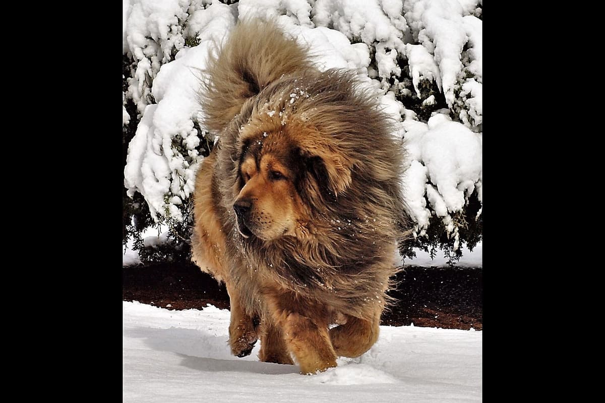 Australian Shepherd Puppies breeder image 2