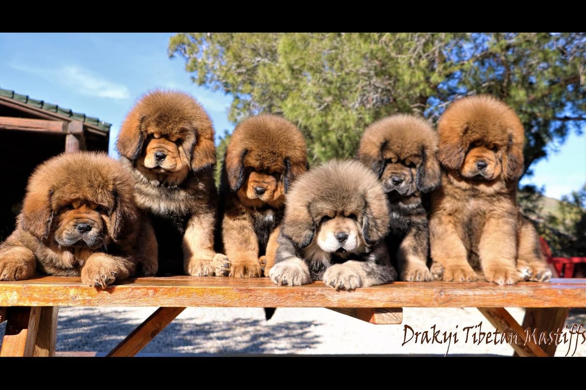 Australian Shepherd Puppies breeder image 5