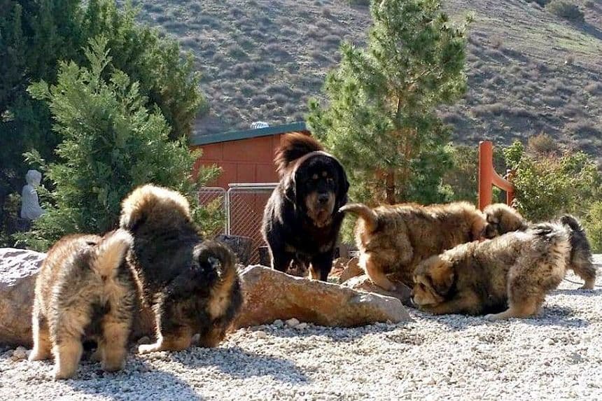 Australian Shepherd Puppies breeder image 8