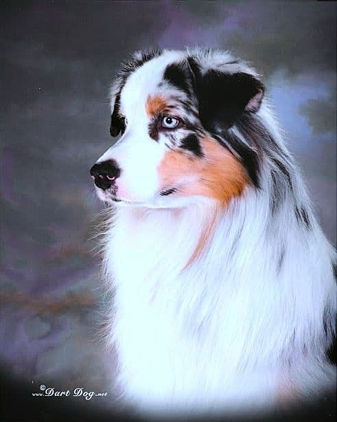 Australian Shepherd Puppies media 3