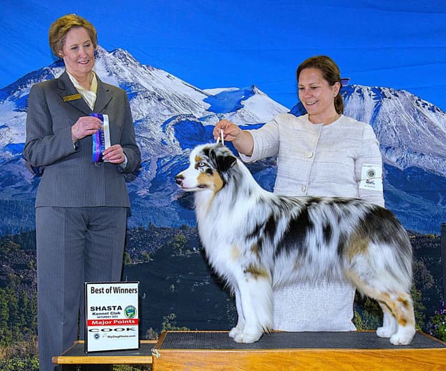Australian Shepherd Puppies media 5