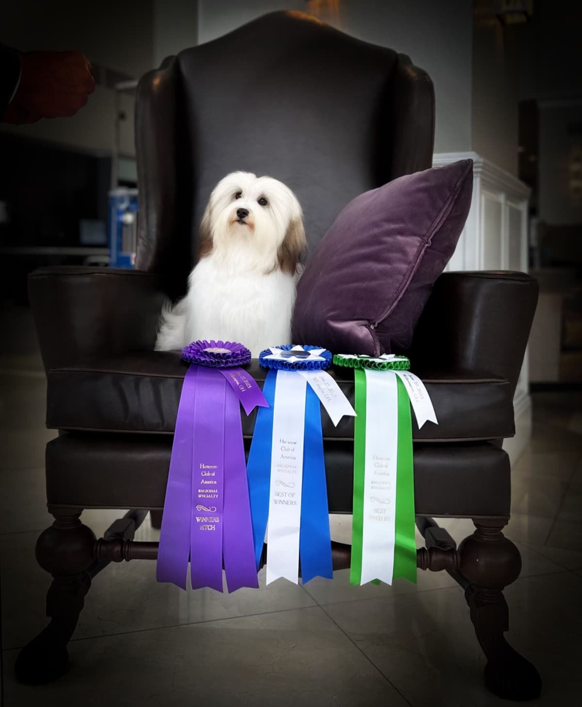 Havanese Puppies breeder image 1