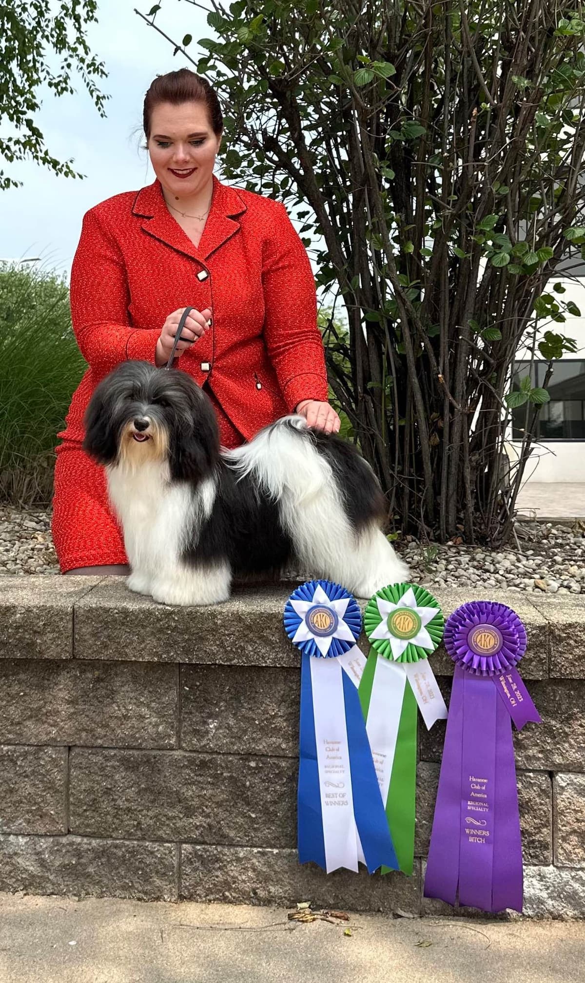 Havanese Puppies breeder image 3