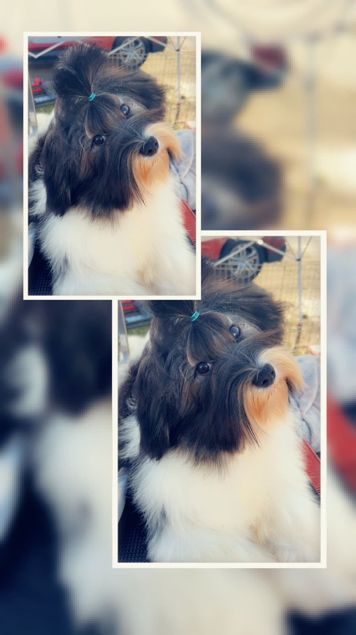 Havanese Puppies breeder image 4