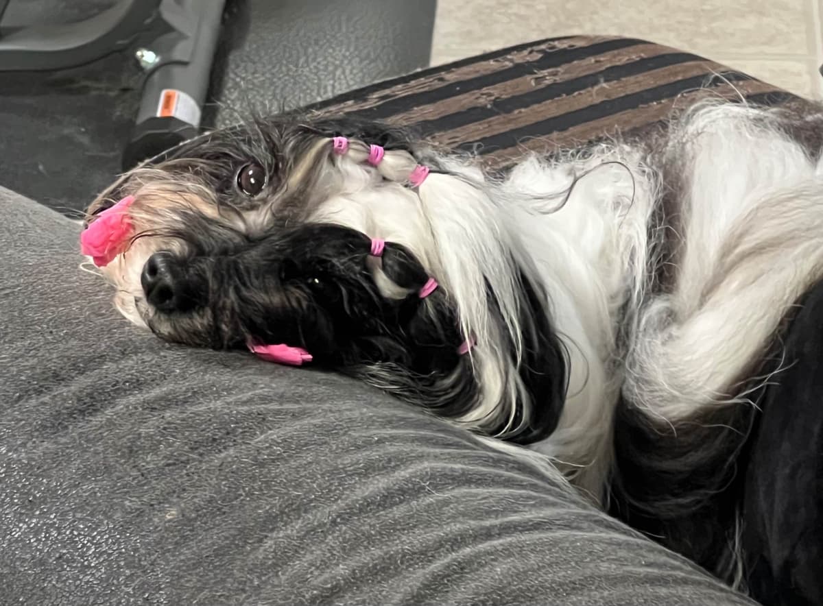 Havanese Puppies breeder image 6
