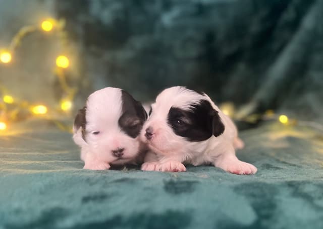 Havanese Puppies media 2