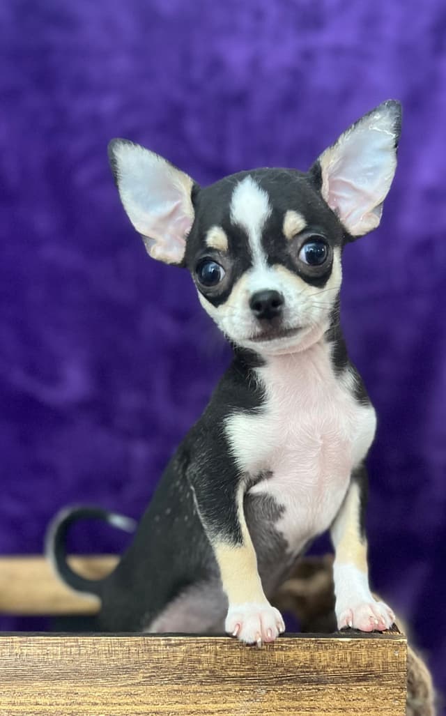 Chihuahua Babies media 4