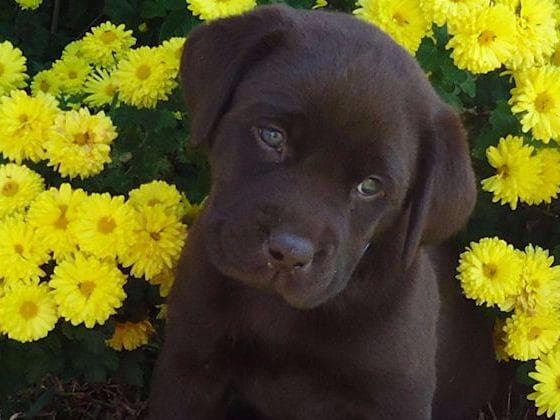 Labrador Retriever Puppies breeder image 2