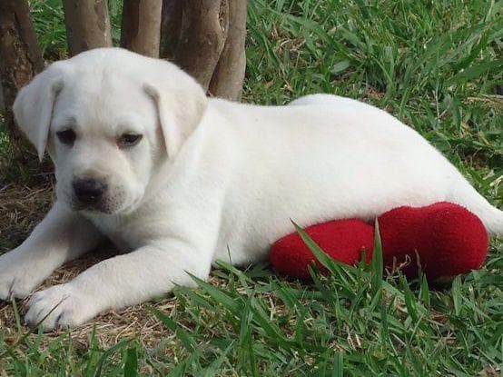 Labrador Retriever Puppies breeder image 3