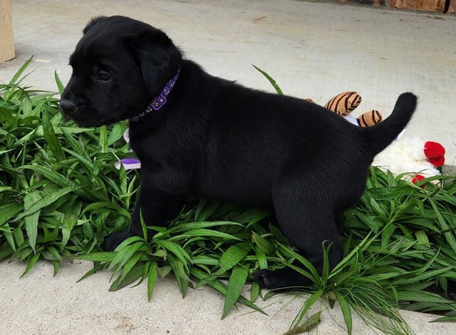 Labrador Retriever Puppies media 2