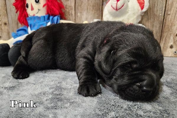 Labrador Retriever Puppies media 2