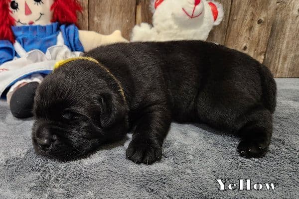 Labrador Retriever Puppies media 3