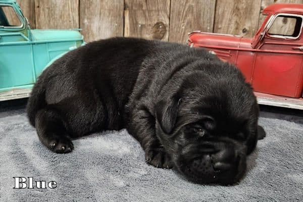 Labrador Retriever Puppies media 4