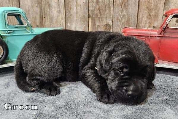 Labrador Retriever Puppies media 5