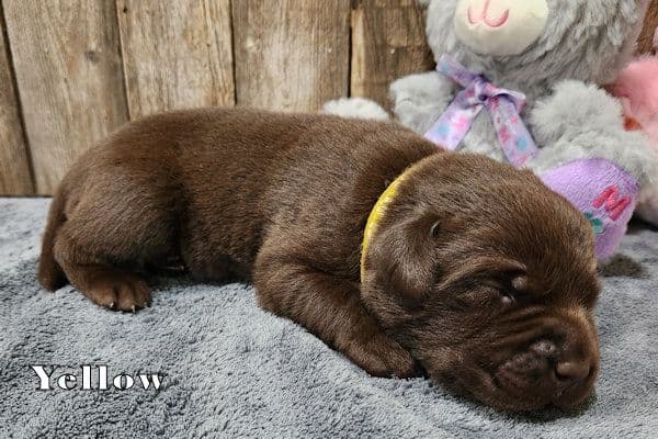 Labrador Retriever Puppies media 2
