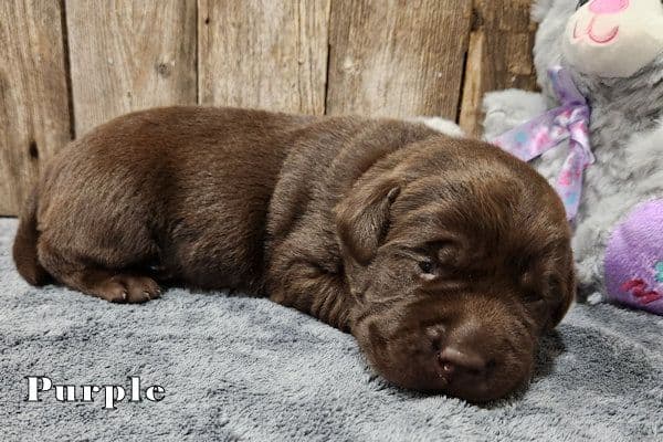 Labrador Retriever Puppies media 5