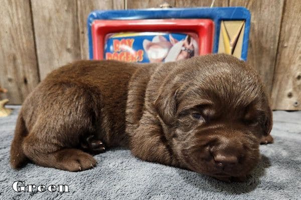 Labrador Retriever Puppies media 4