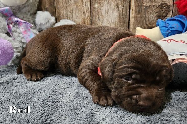 Labrador Retriever Puppies media 6
