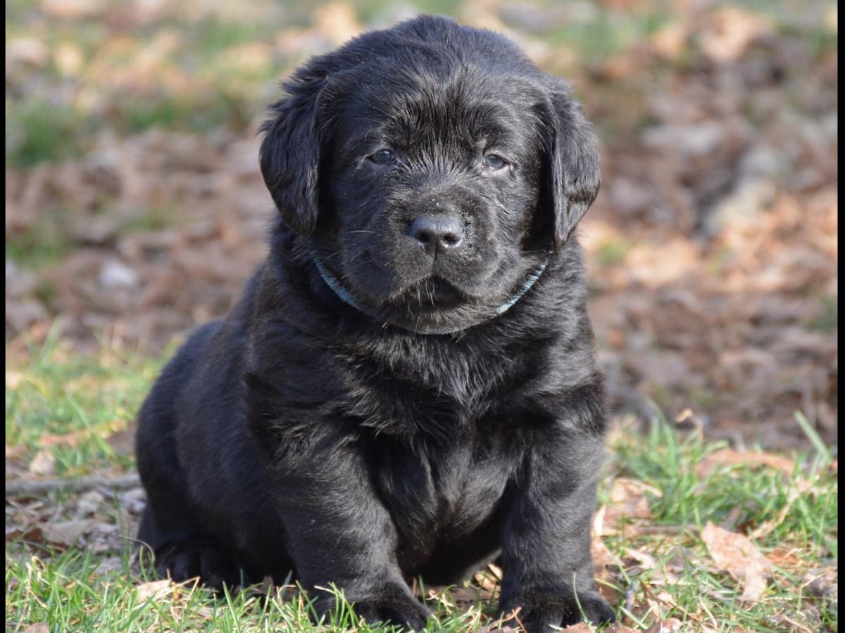 Labrador Retriever Puppies breeder image 2