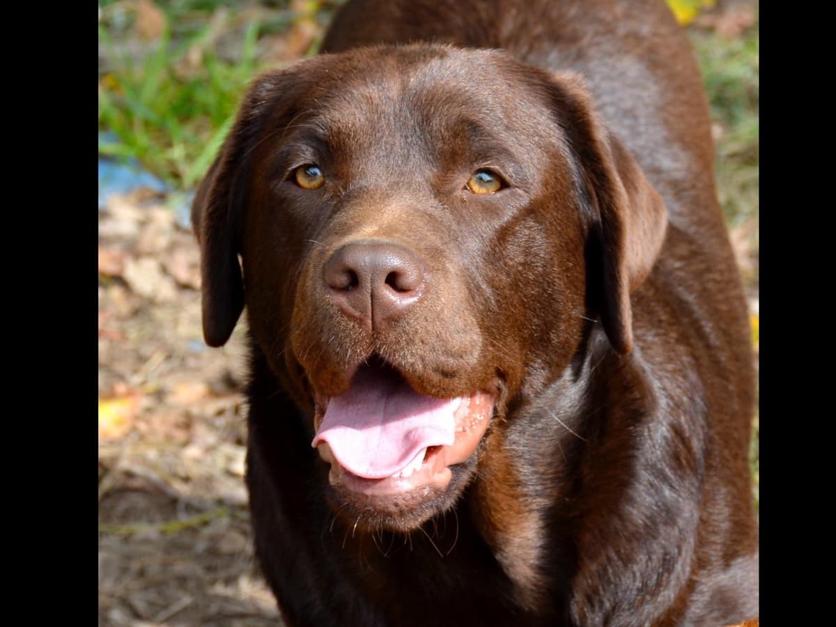 Labrador Retriever Puppies breeder image 4