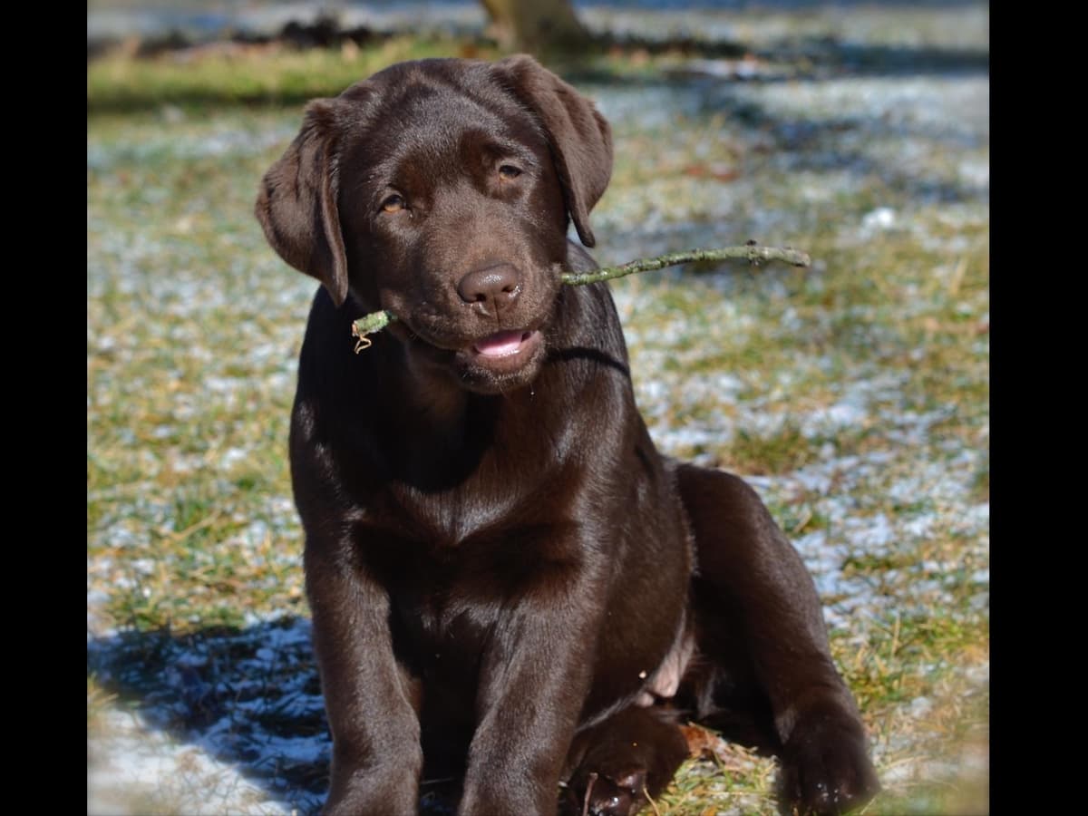 Labrador Retriever Puppies breeder image 5