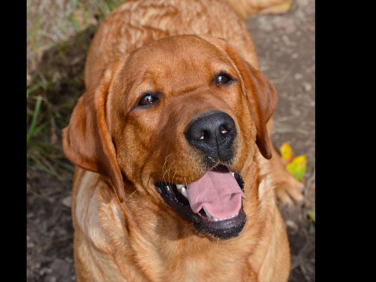Labrador Retriever Puppies breeder image 6