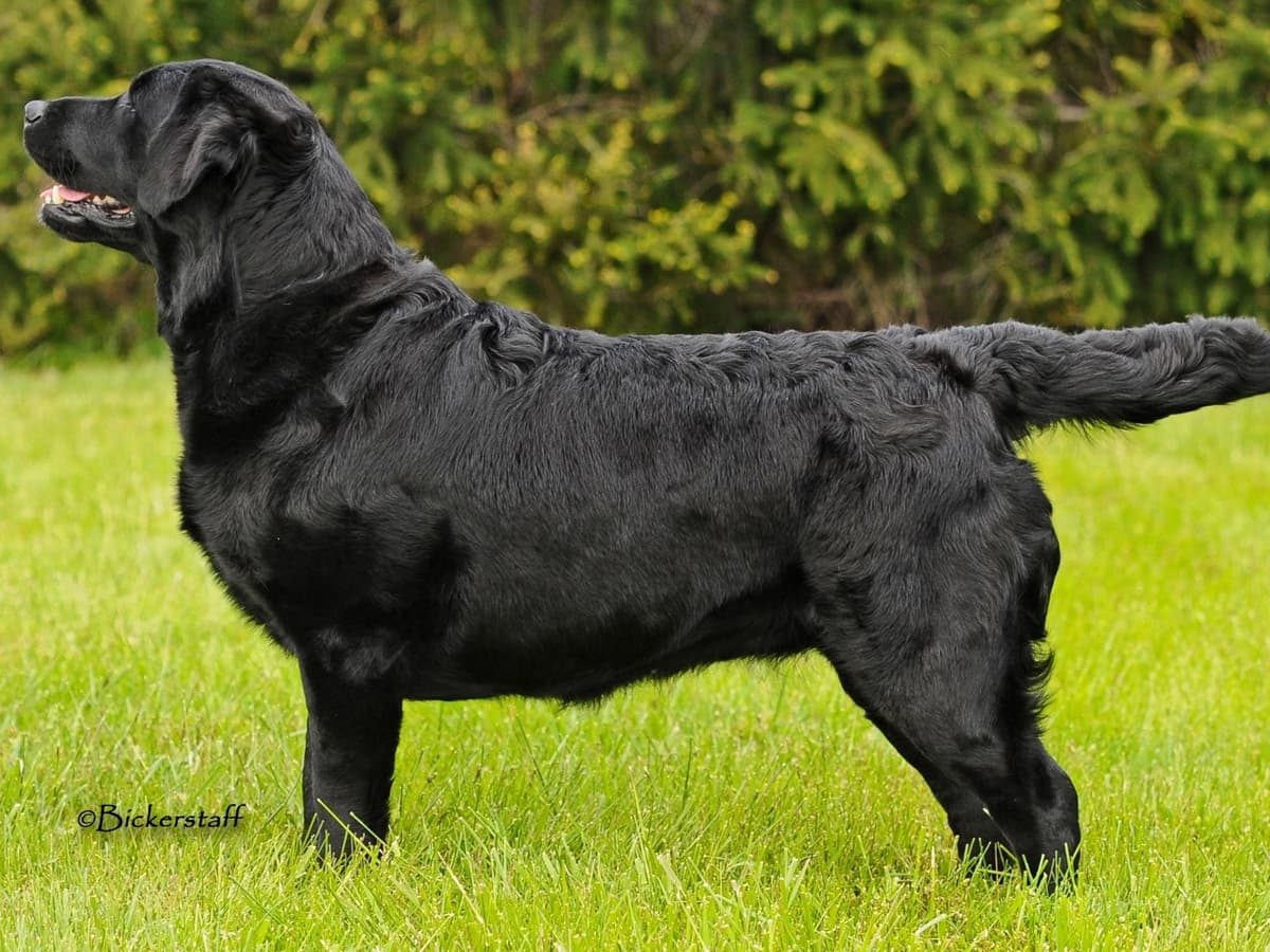 Labrador Retriever Puppies breeder image 7