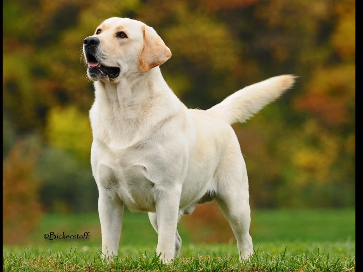 Labrador Retriever Puppies breeder image 1