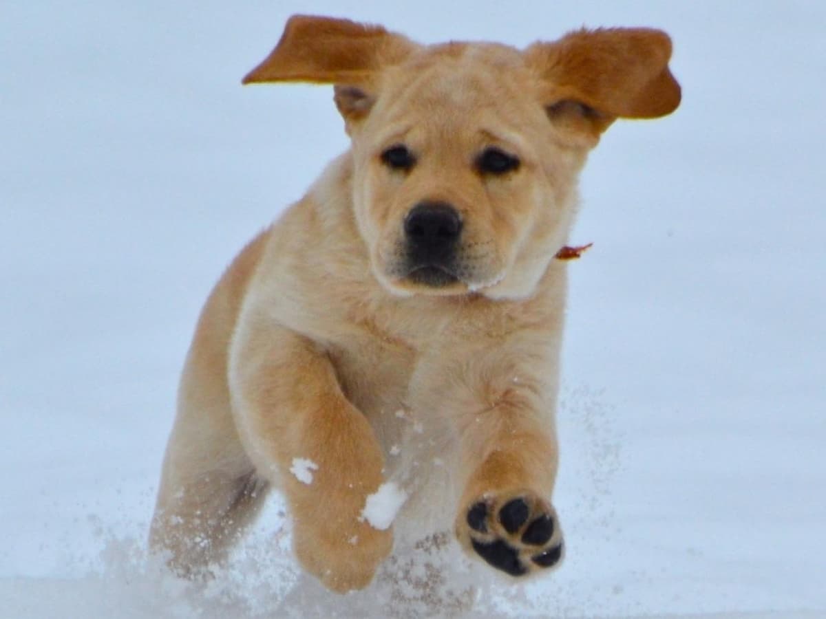 Labrador Retriever Puppies breeder image 8