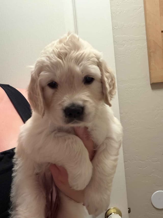 Amazingly Sweet Golden Retriever Puppies media 5