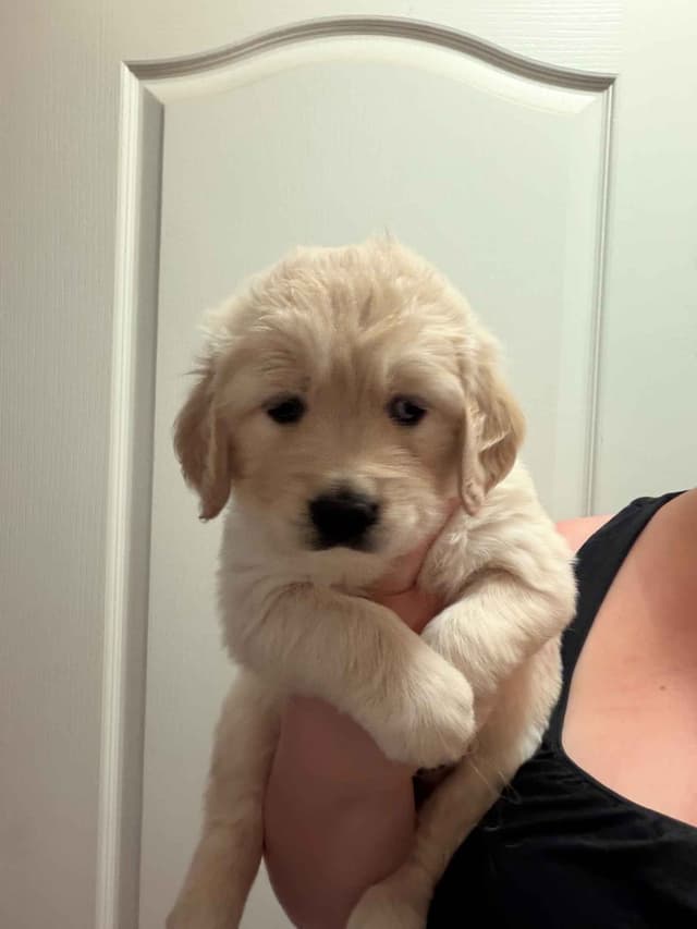 Amazingly Sweet Golden Retriever Puppies media 3