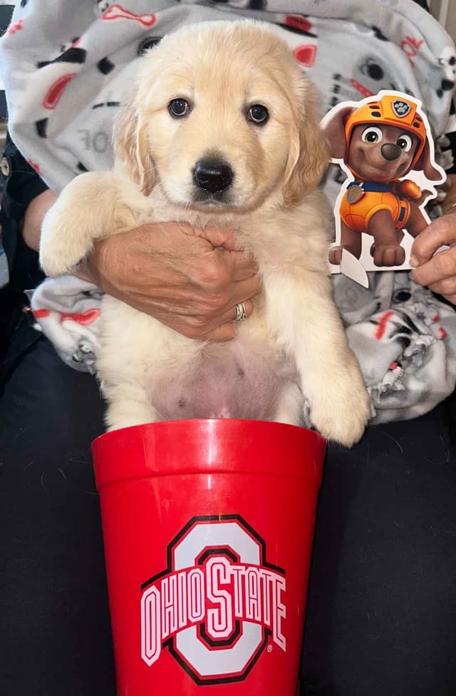 Amazingly Sweet Golden Retriever Puppies media 4