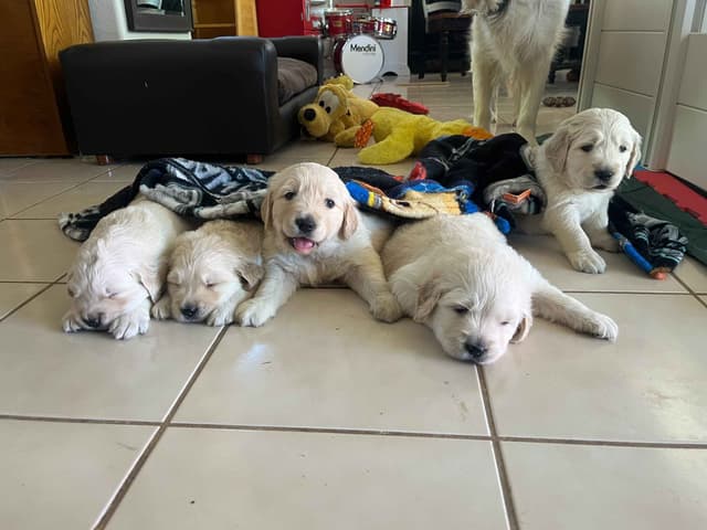 Amazingly Sweet Golden Retriever Puppies media 2