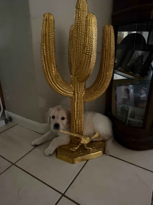 Amazingly Sweet Golden Retriever Puppies media 6