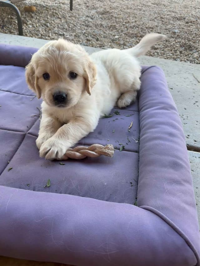 Amazingly Sweet Golden Retriever Puppies media 8
