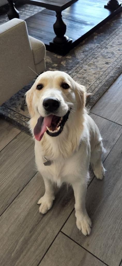 Amazingly Sweet Golden Retriever Puppies media 9