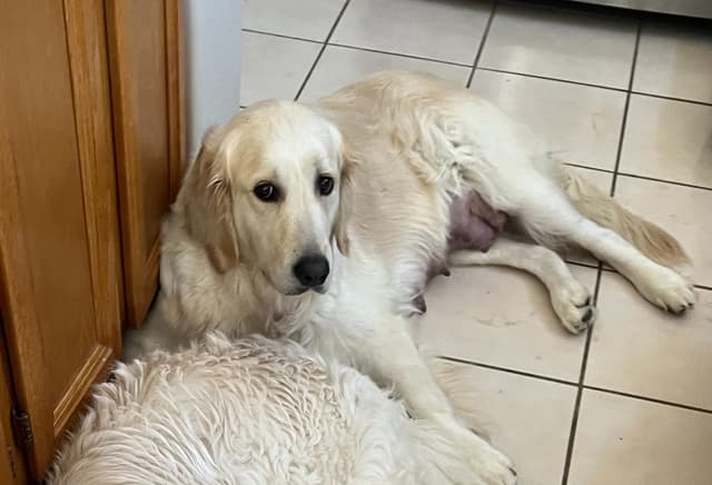 Amazingly Sweet Golden Retriever Puppies media 10