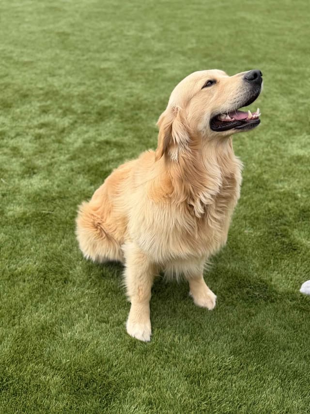 Amazingly Sweet Golden Retriever Puppies media 11